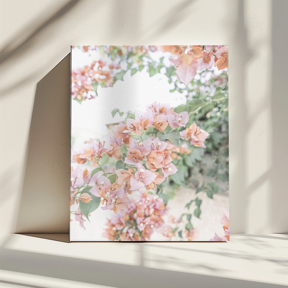 Perzik Bougainvillea | Canvas