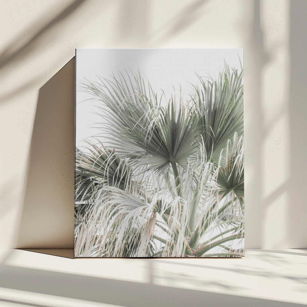 Palmblad | Canvas