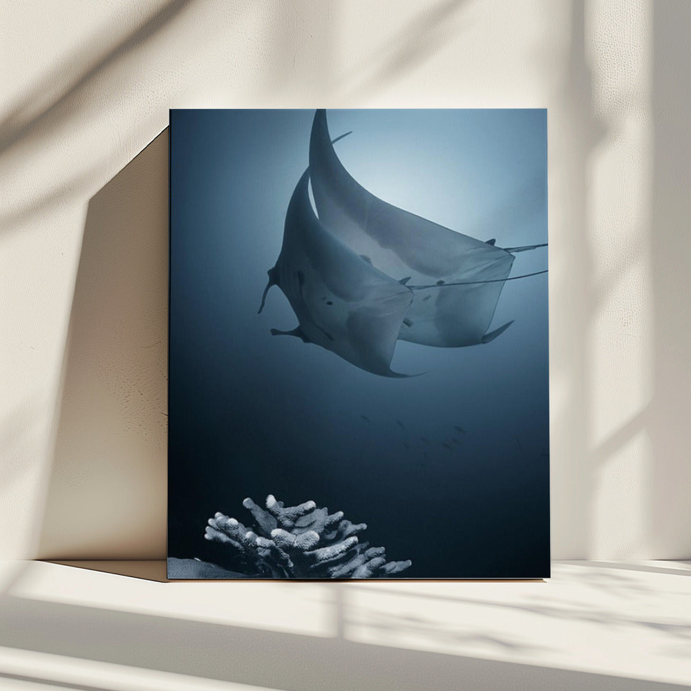 Sonate | Canvas