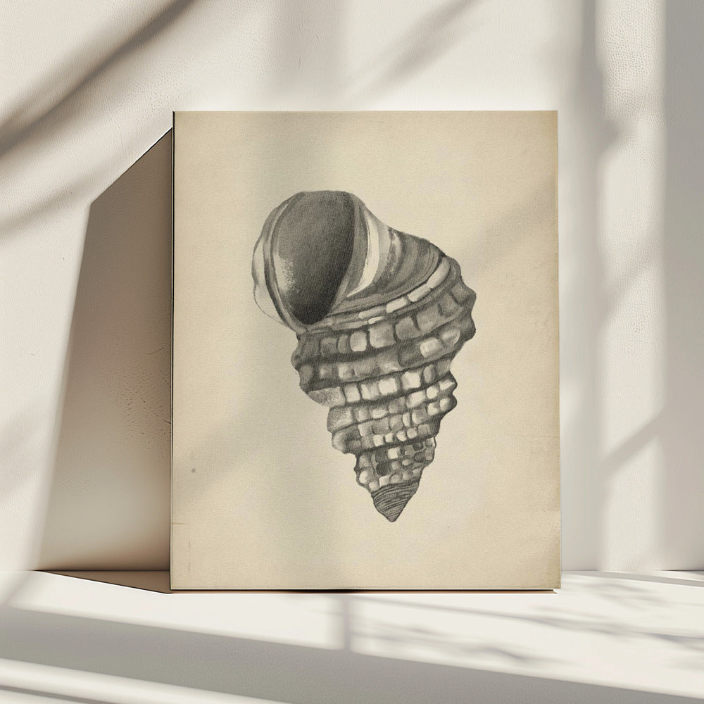 Schelpen | Canvas