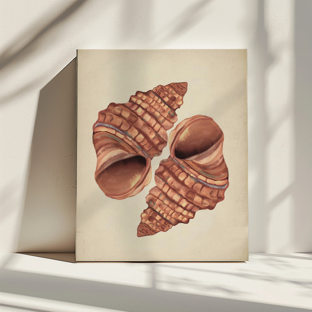 Vintage schelp | Canvas
