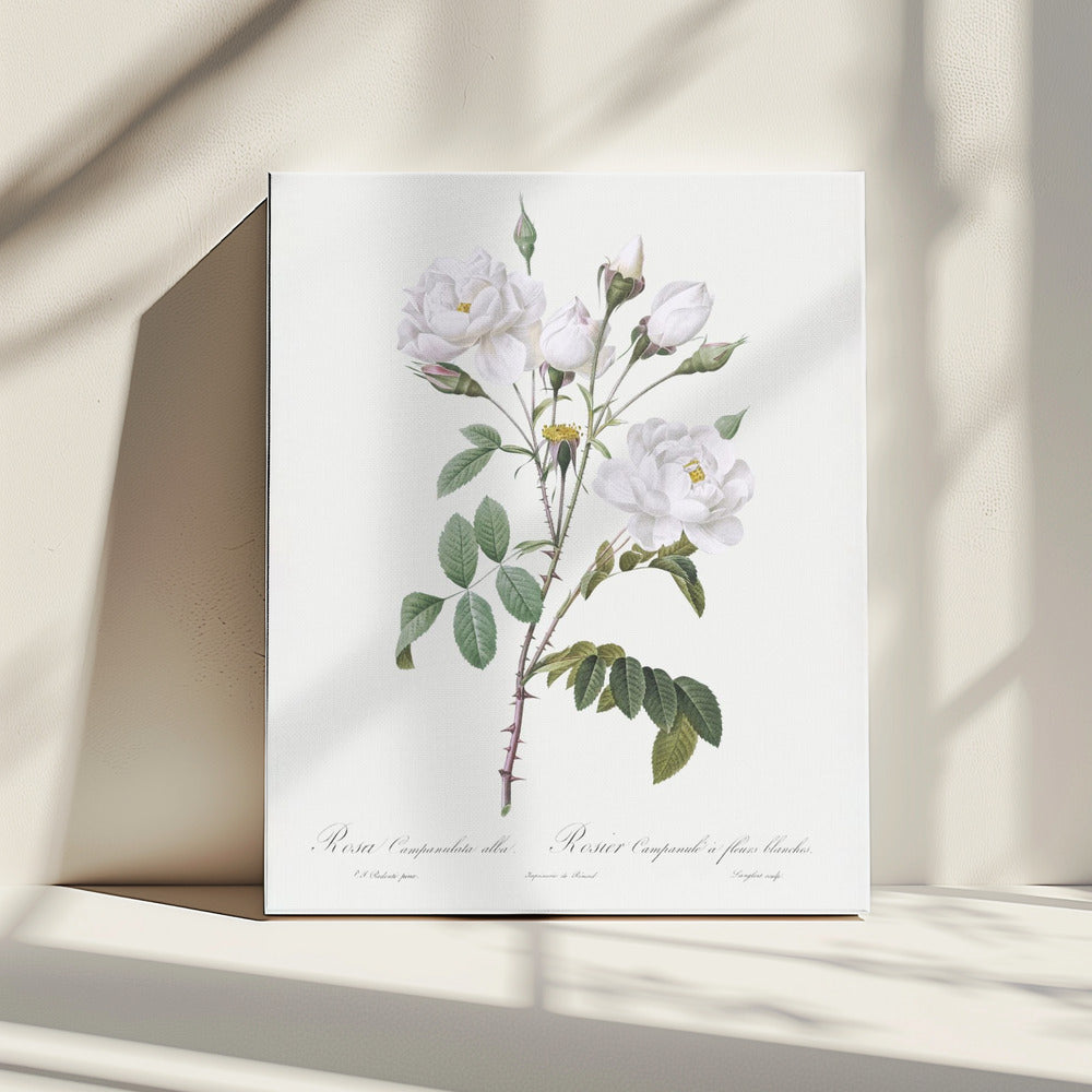 Rosa Gallica Pontiana, Les Roses (1817-1824) | Canvas