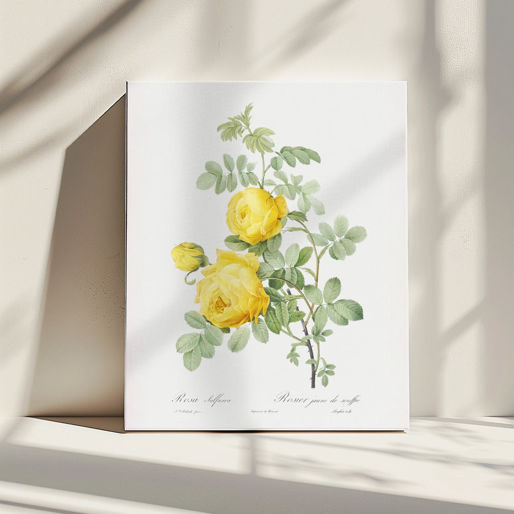 Rosa Hemisphaerica, Les Roses (1817-1824) | Canvas