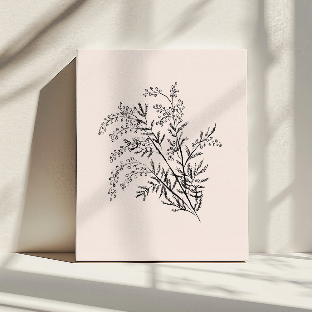 Acacia Botanische tak | Canvas