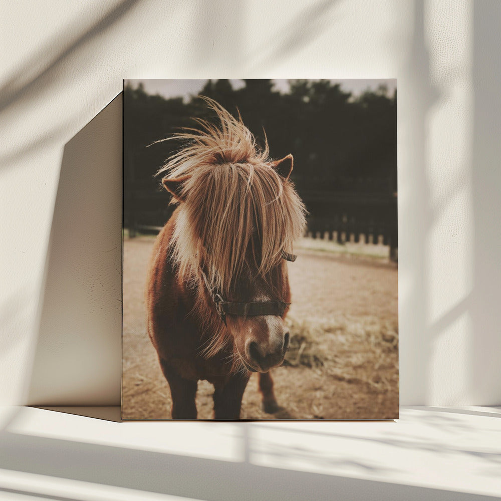 Pony met een ruige manen | Canvas