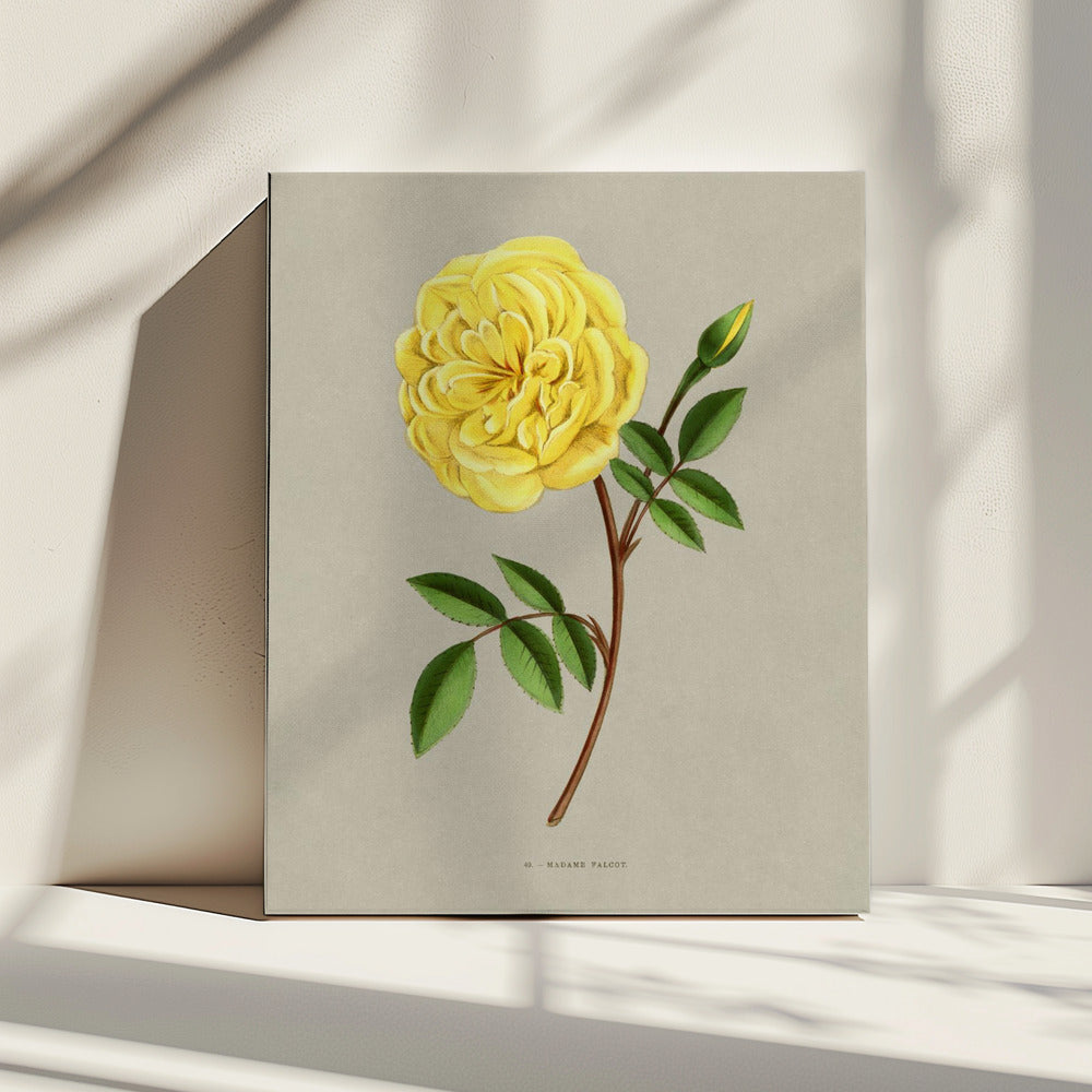 Roos Madame Falcot | Canvas