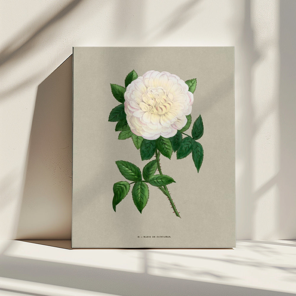 Rose Marie De Saint Jean | Canvas