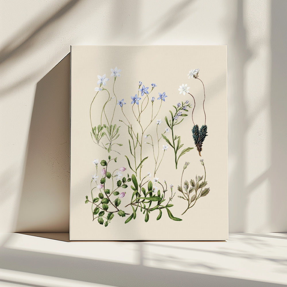 Wahlenbergia's getekend | Canvas