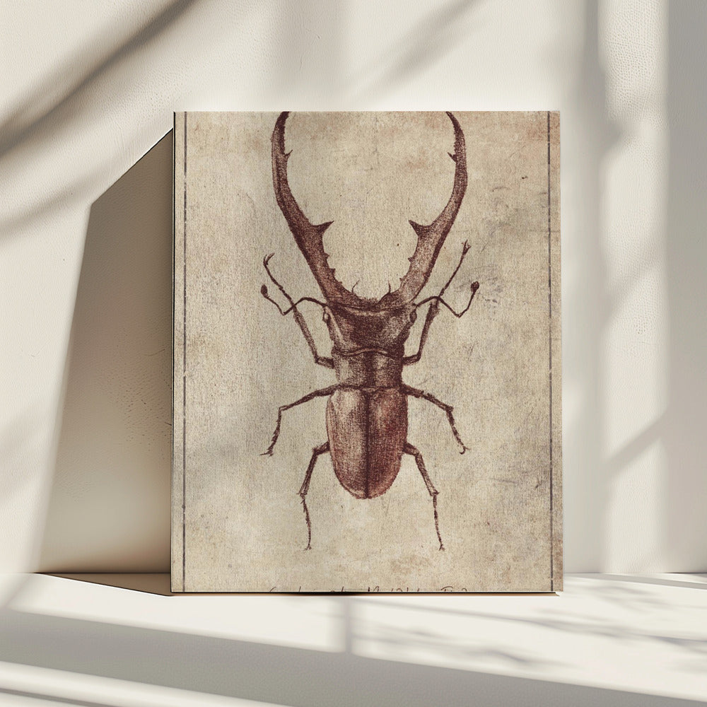 Antieke Kever Illustratie | Canvas