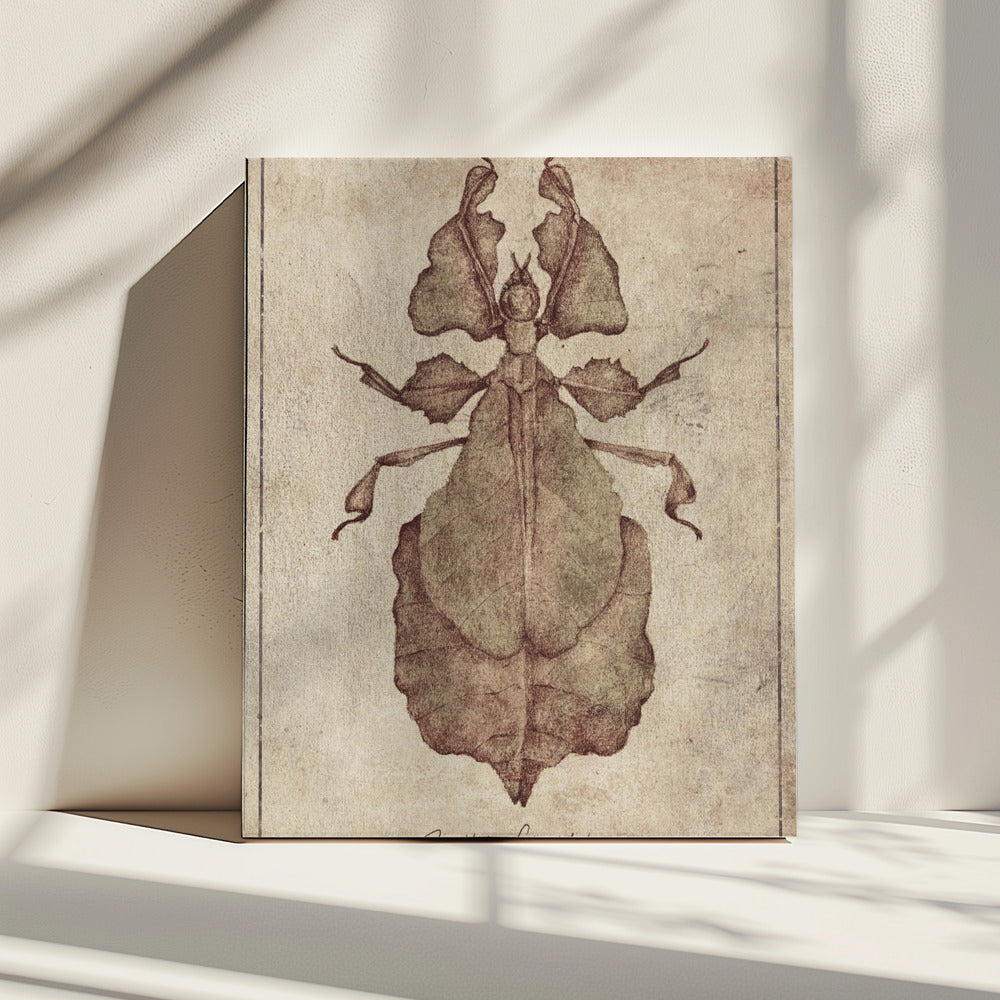 Phyllium Siccifolium Kopie | Canvas