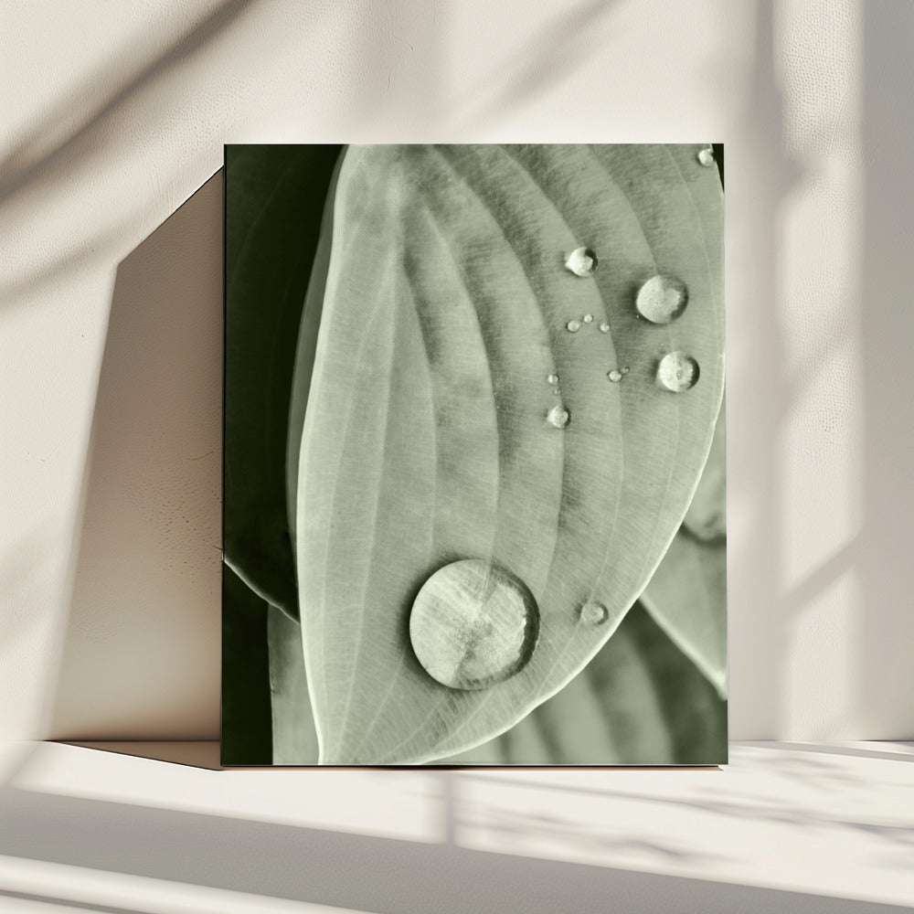 Dauw op blad elegantie | Canvas