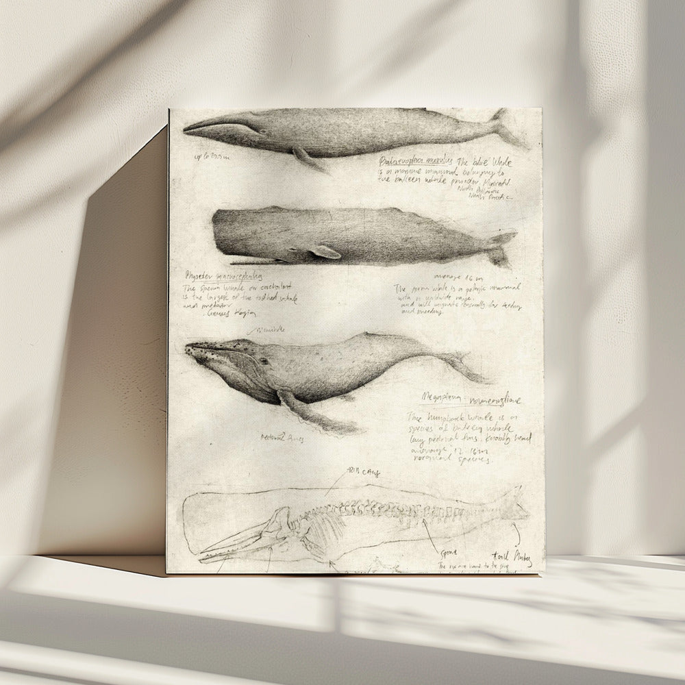 Schetsen van verschillende walvissen | Canvas