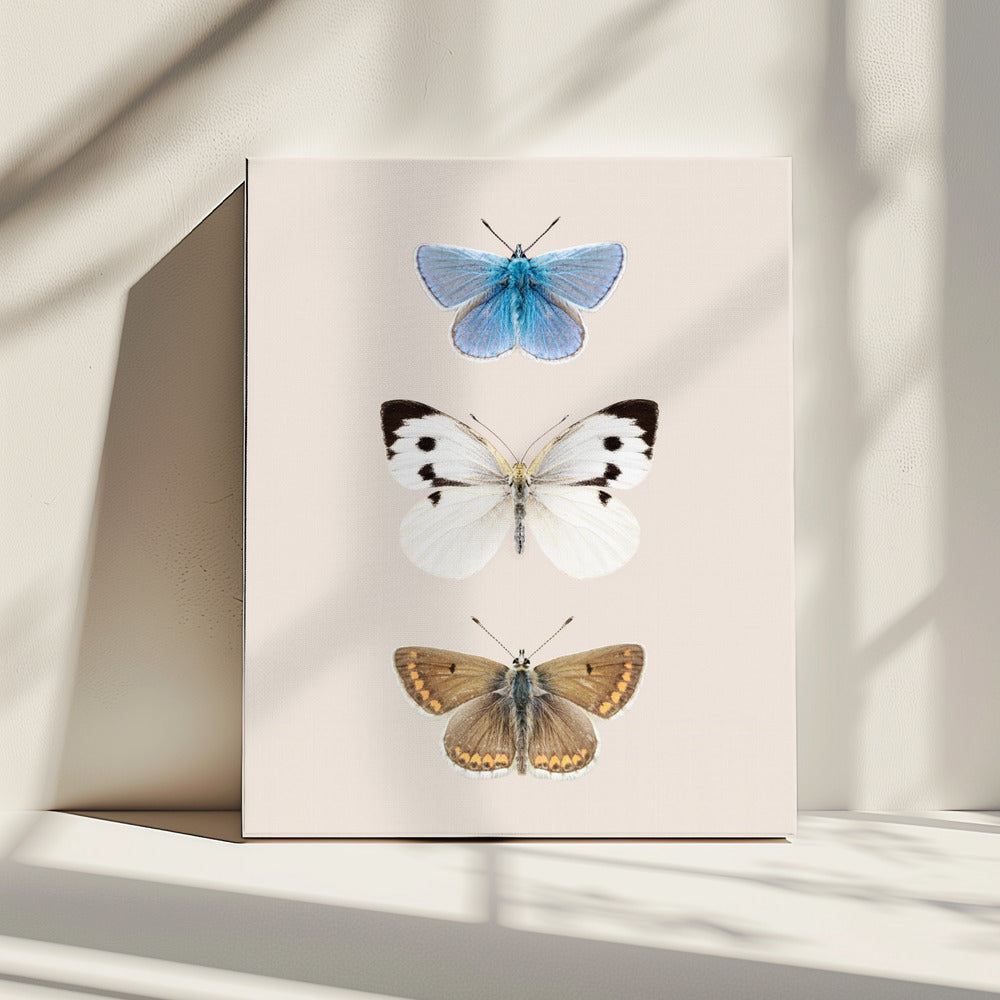 Engelse vlinders 2 | Canvas