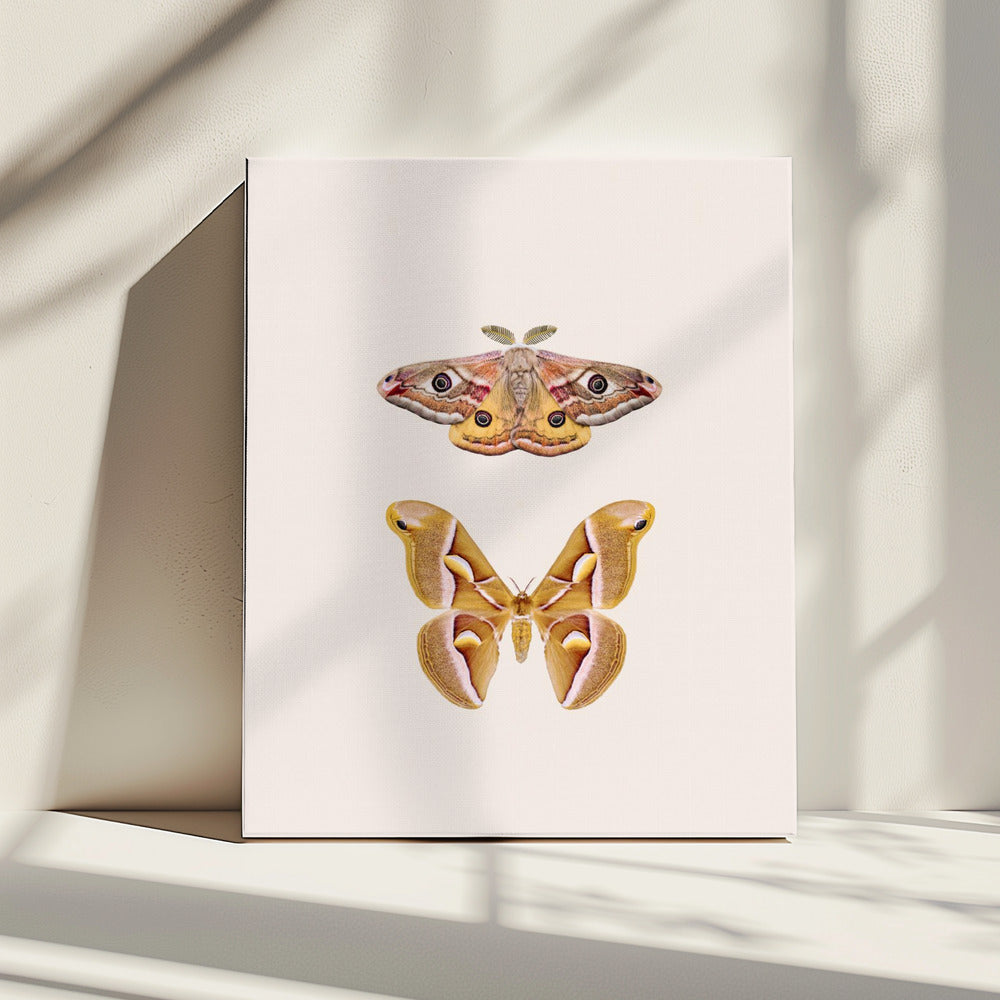 Motten | Canvas