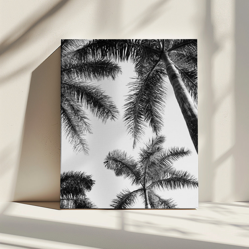 Zwart-witte palmboom | Canvas
