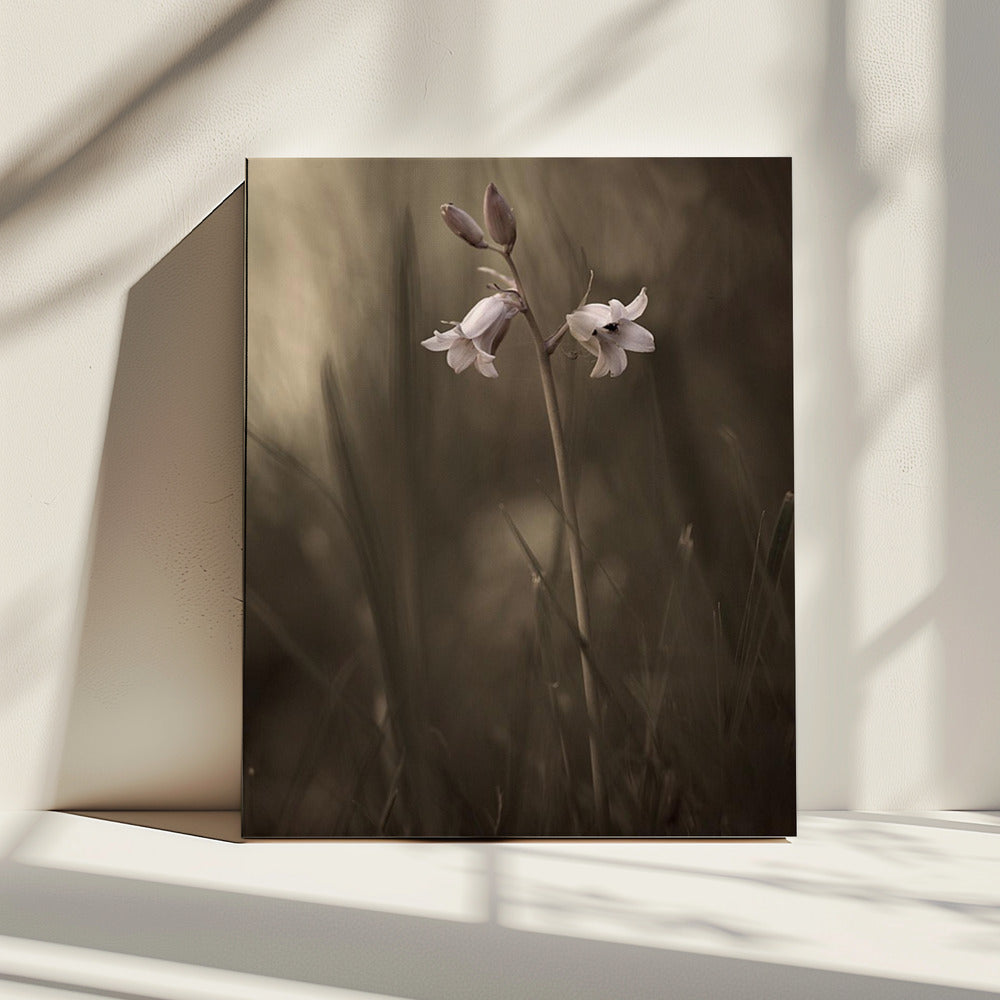 Een klein bloemetje op de grond | Canvas