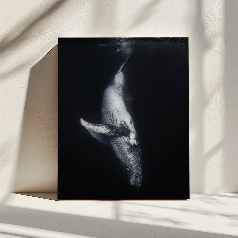 Zwarte Walvis | Canvas