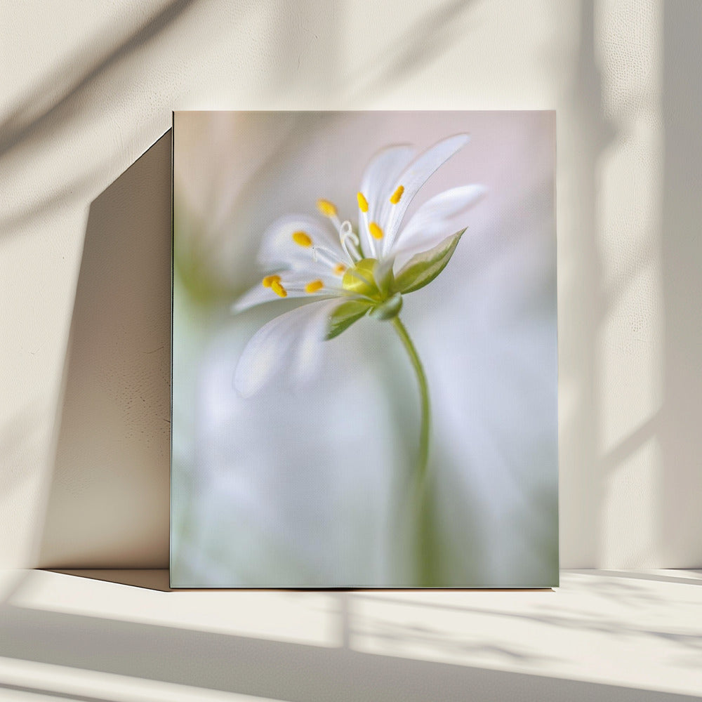 Stitchwort zacht | Canvas