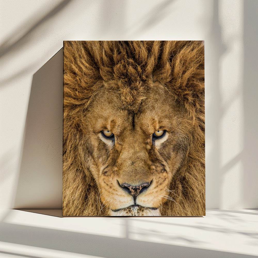 Serieuze Leeuw | Canvas