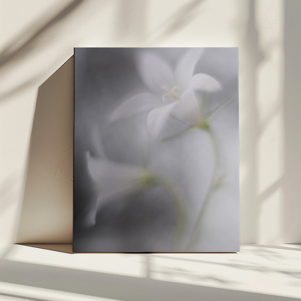 Bellen | Canvas