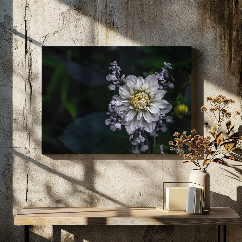 Dahlia bloem | Canvas