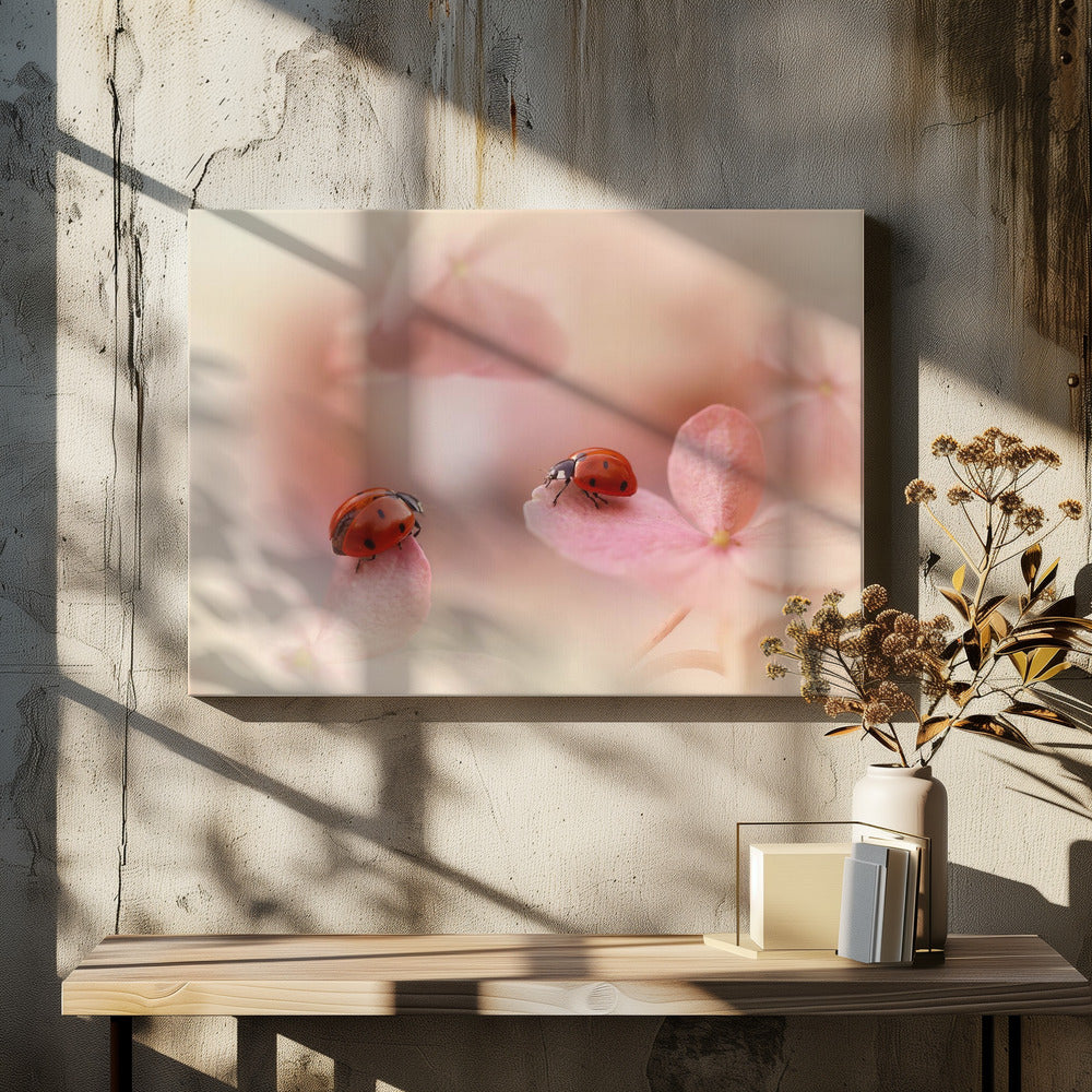 Lieveheersbeestjes op roze hortensia. | Canvas