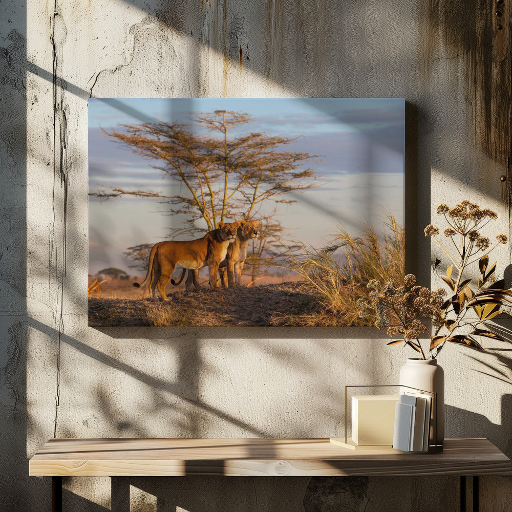 Zussen | Canvas