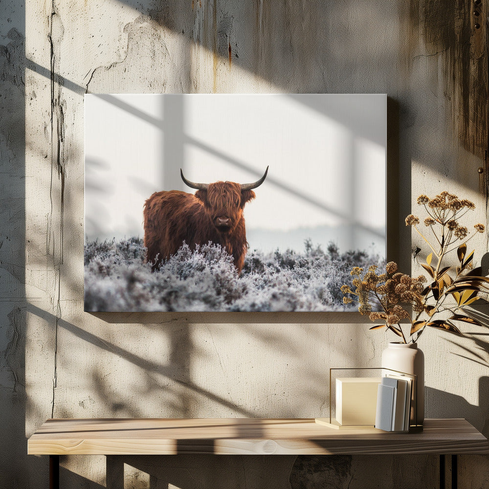 Hooglander | Canvas