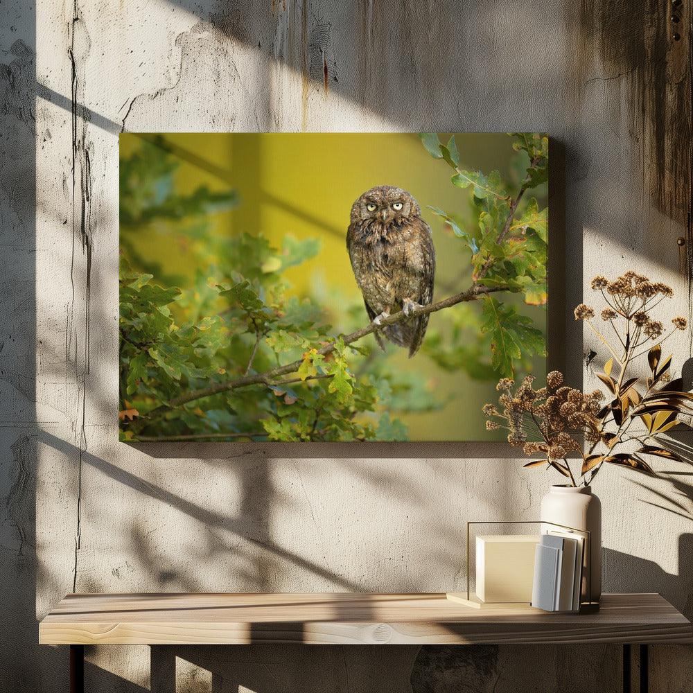 Euraziatische dwergooruil | Canvas