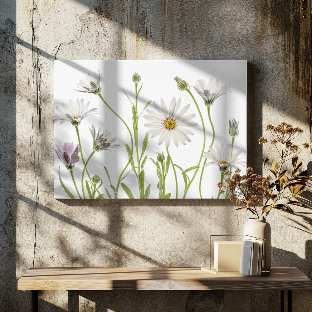 Kaapse madeliefjes | Canvas