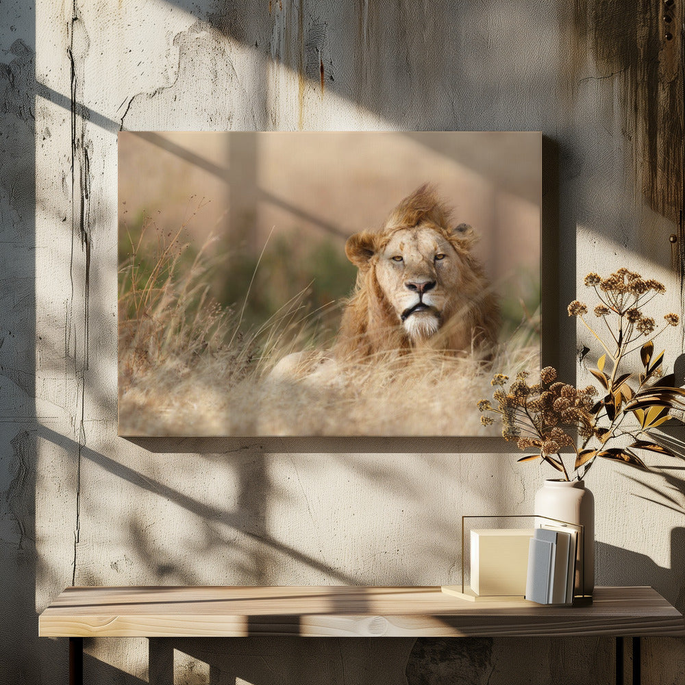 Knap! | Canvas