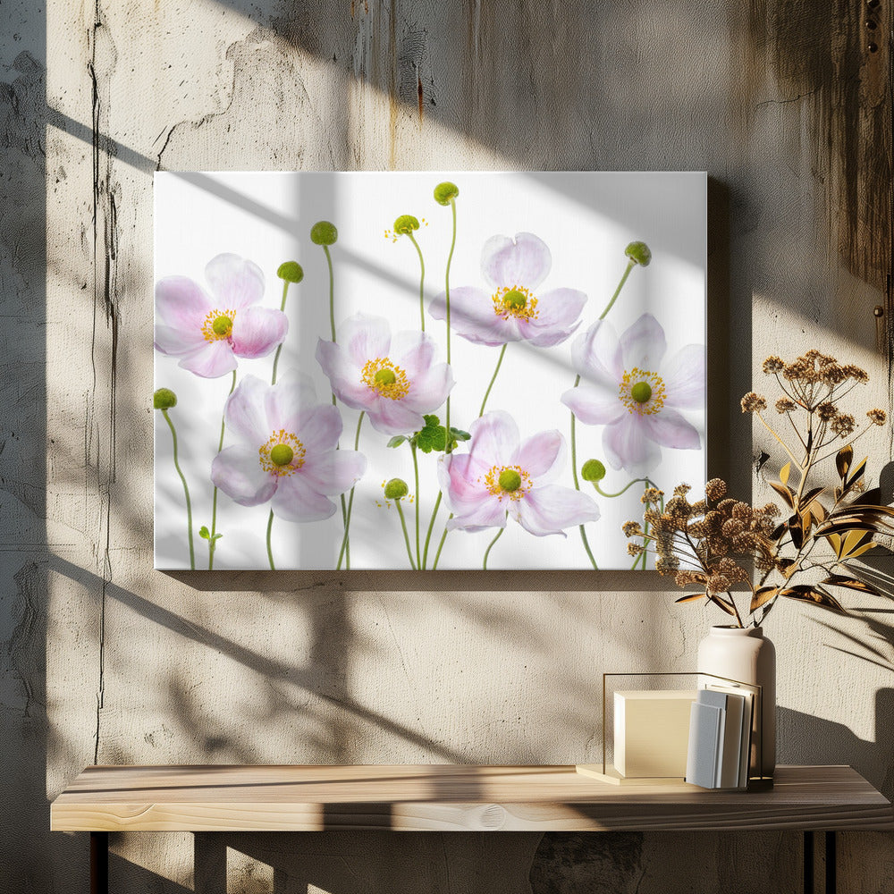 Japanse anemonen | Canvas