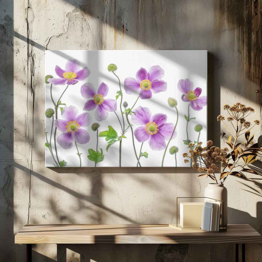 Anemoon Japonica | Canvas