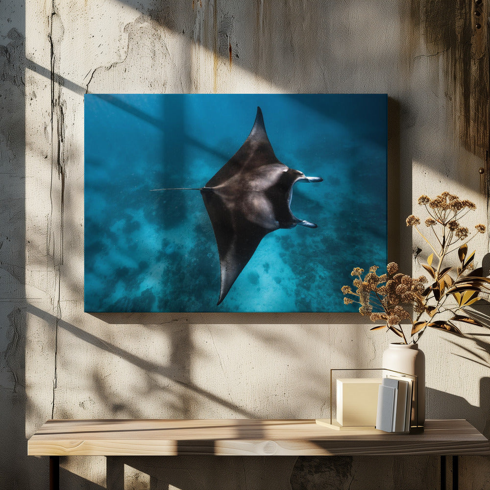 Manta vliegt!!! | Canvas