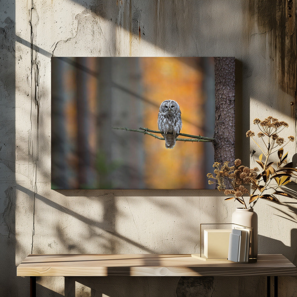 Tawny Owl | Canvas