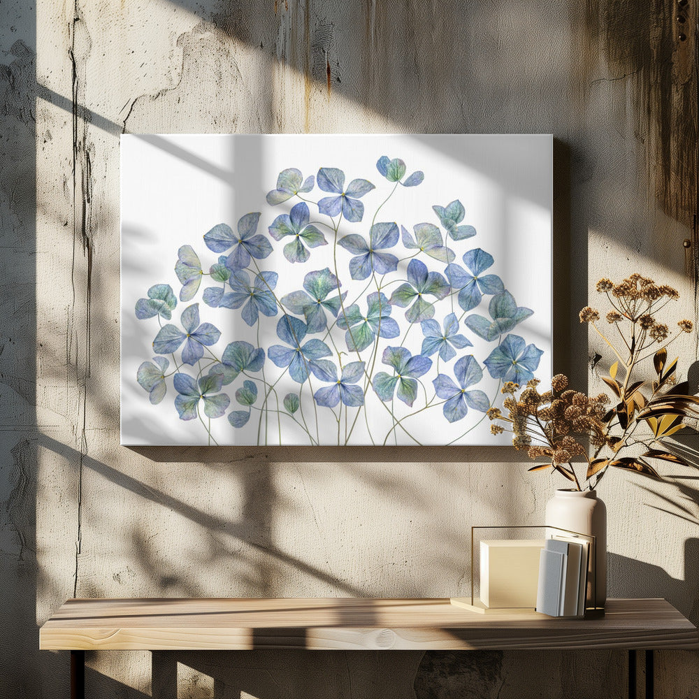 Hortensia | Canvas
