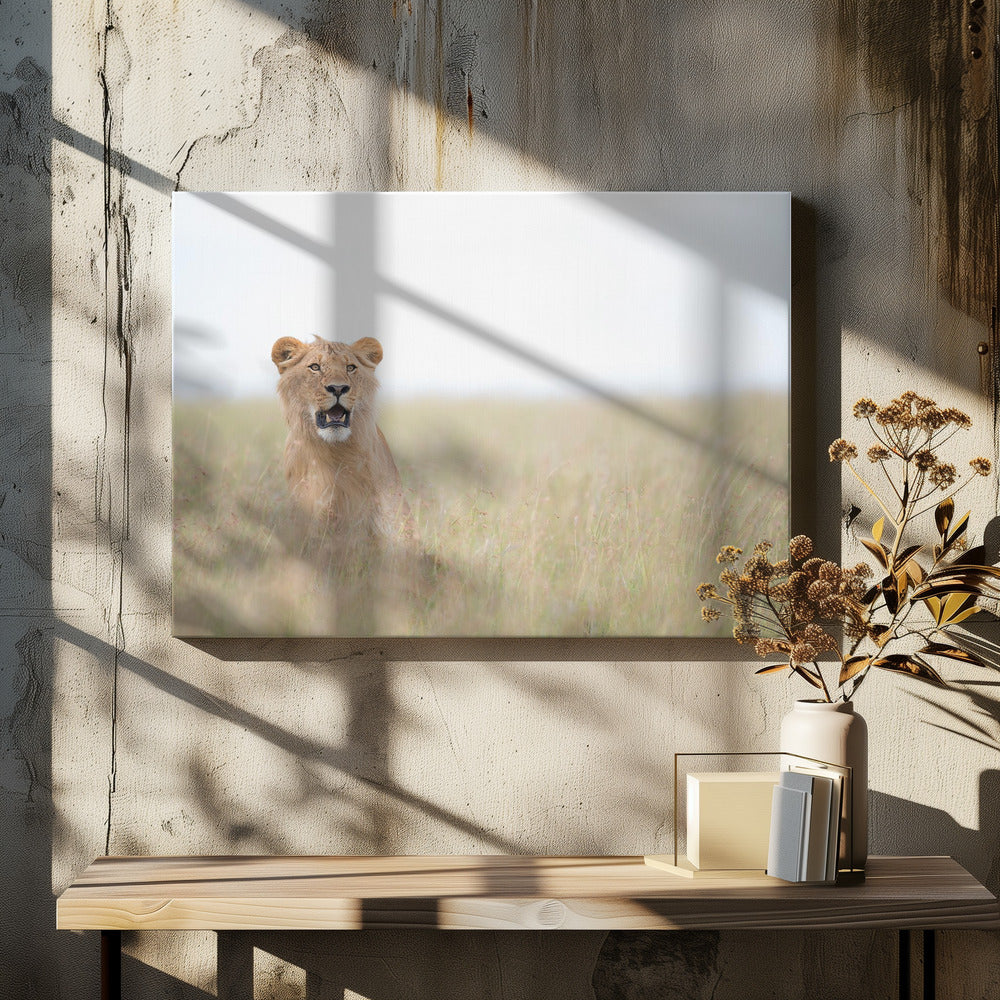 Jonge Leeuw | Canvas