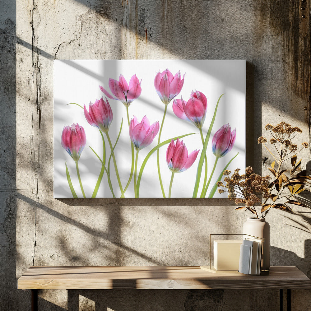 Tulp blush | Canvas