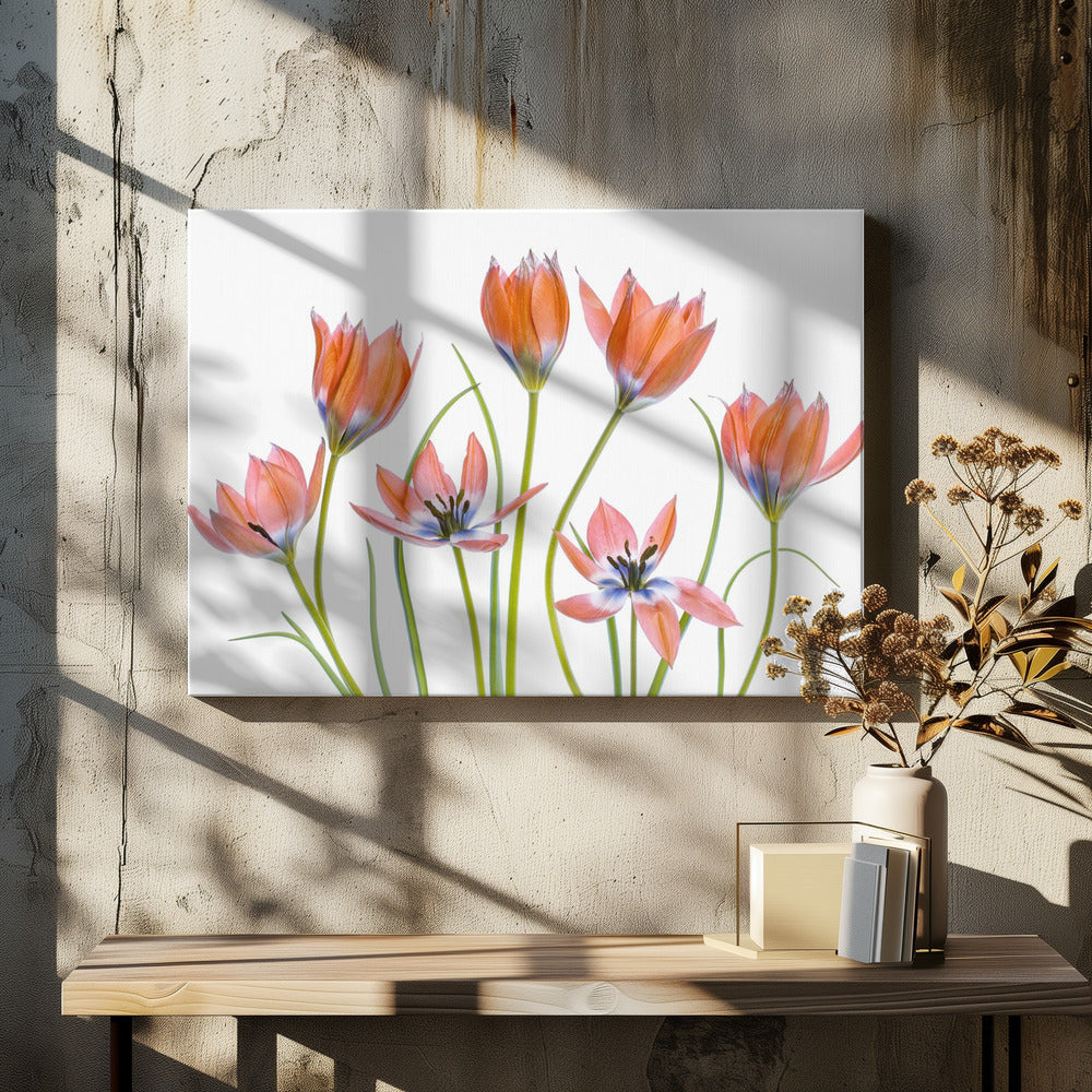Abrikozentulpen | Canvas
