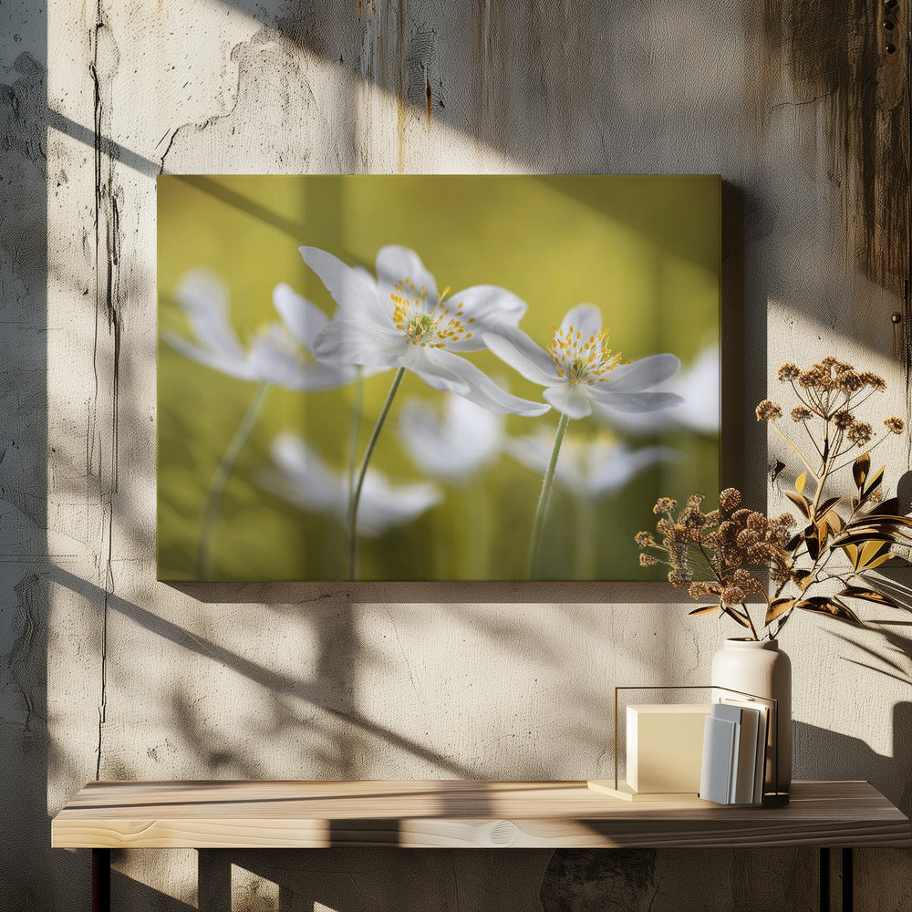 Bosanemonen | Canvas