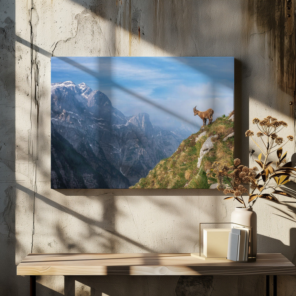 Alpensteenbok in de bergen | Canvas
