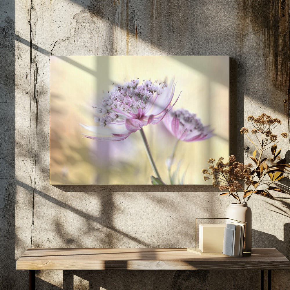 Roze Astrantia | Canvas