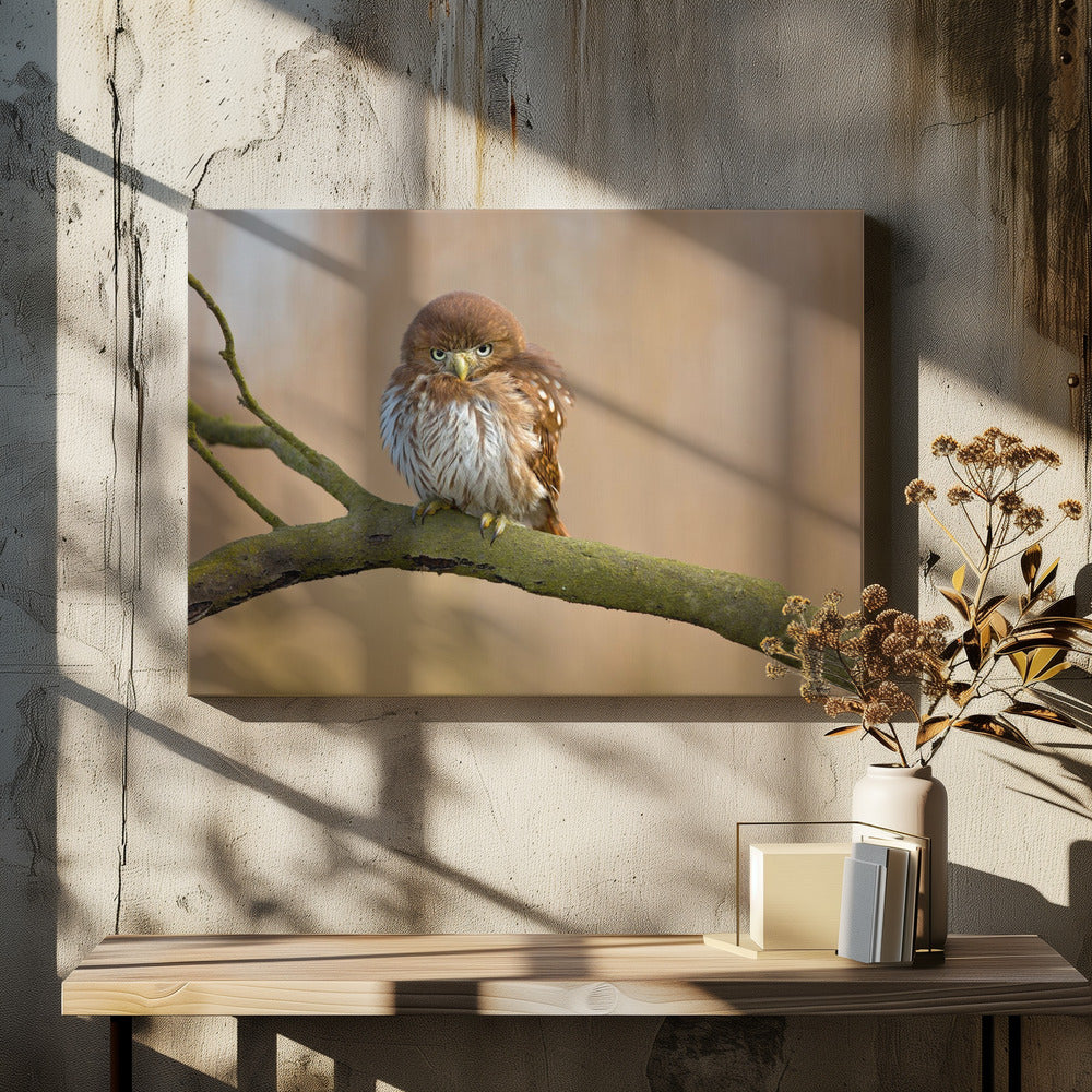 Roodborstige dwerguil | Canvas