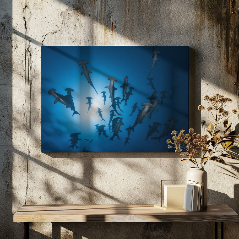 Hamerhaai - Onderwaterfotografie | Canvas