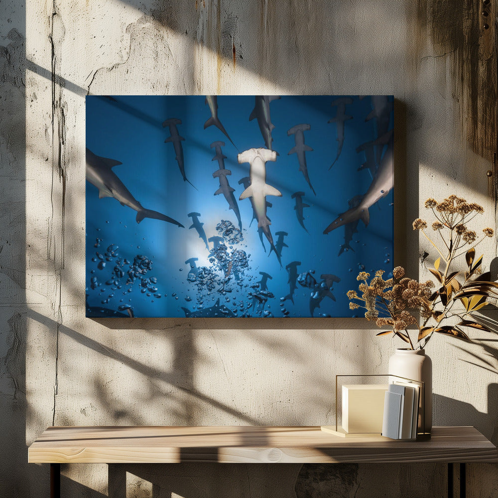 Hamerhaai | Canvas