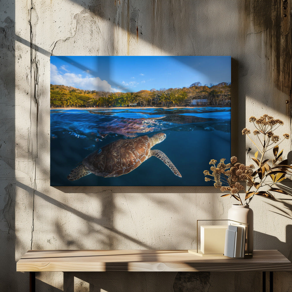 Groene schildpad - Zeeschildpad | Canvas