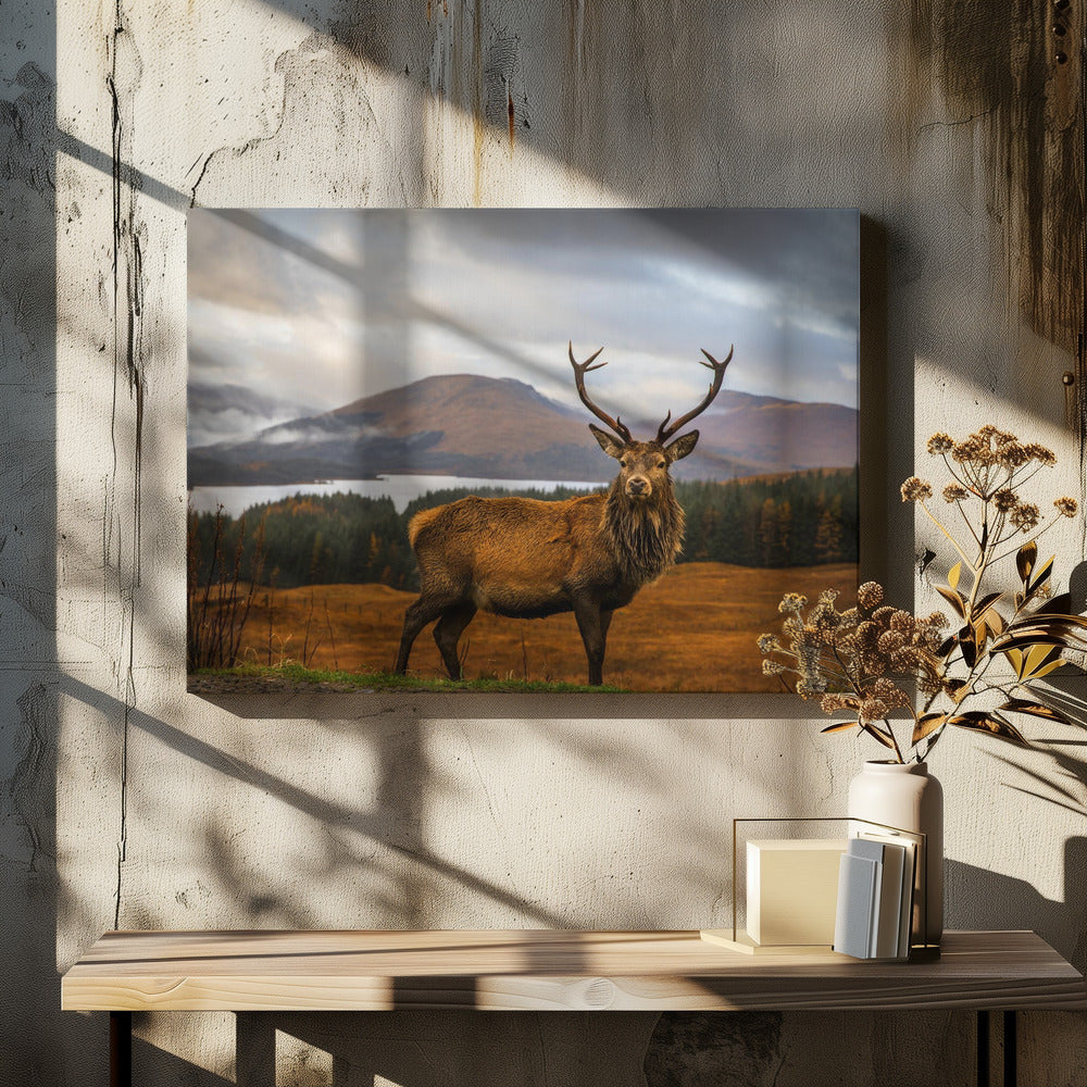 Schots hert | Canvas