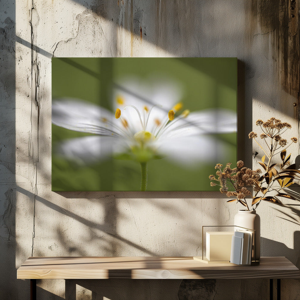 Zachtjes Stitchwort | Canvas