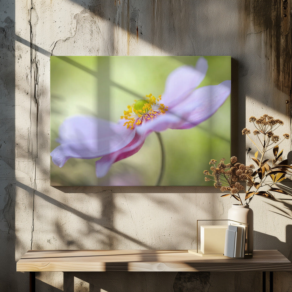 Japanse anemoon | Canvas