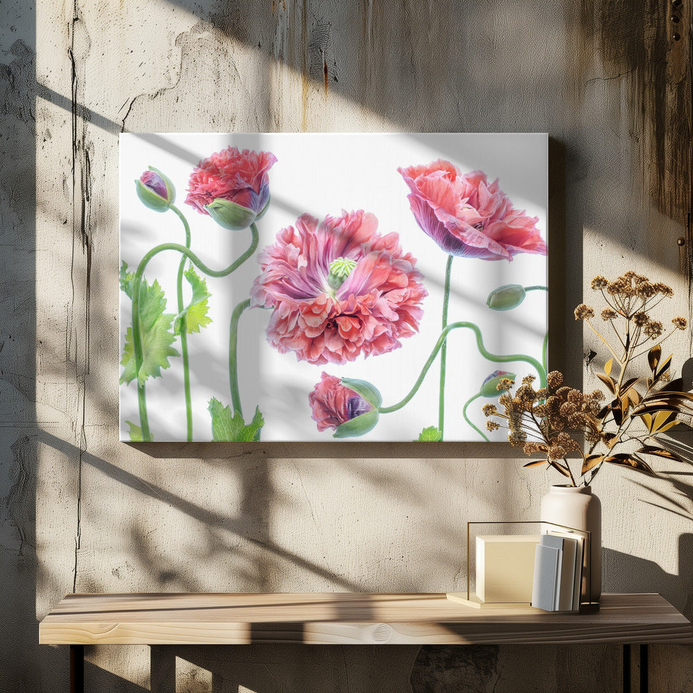 Fancy | Canvas